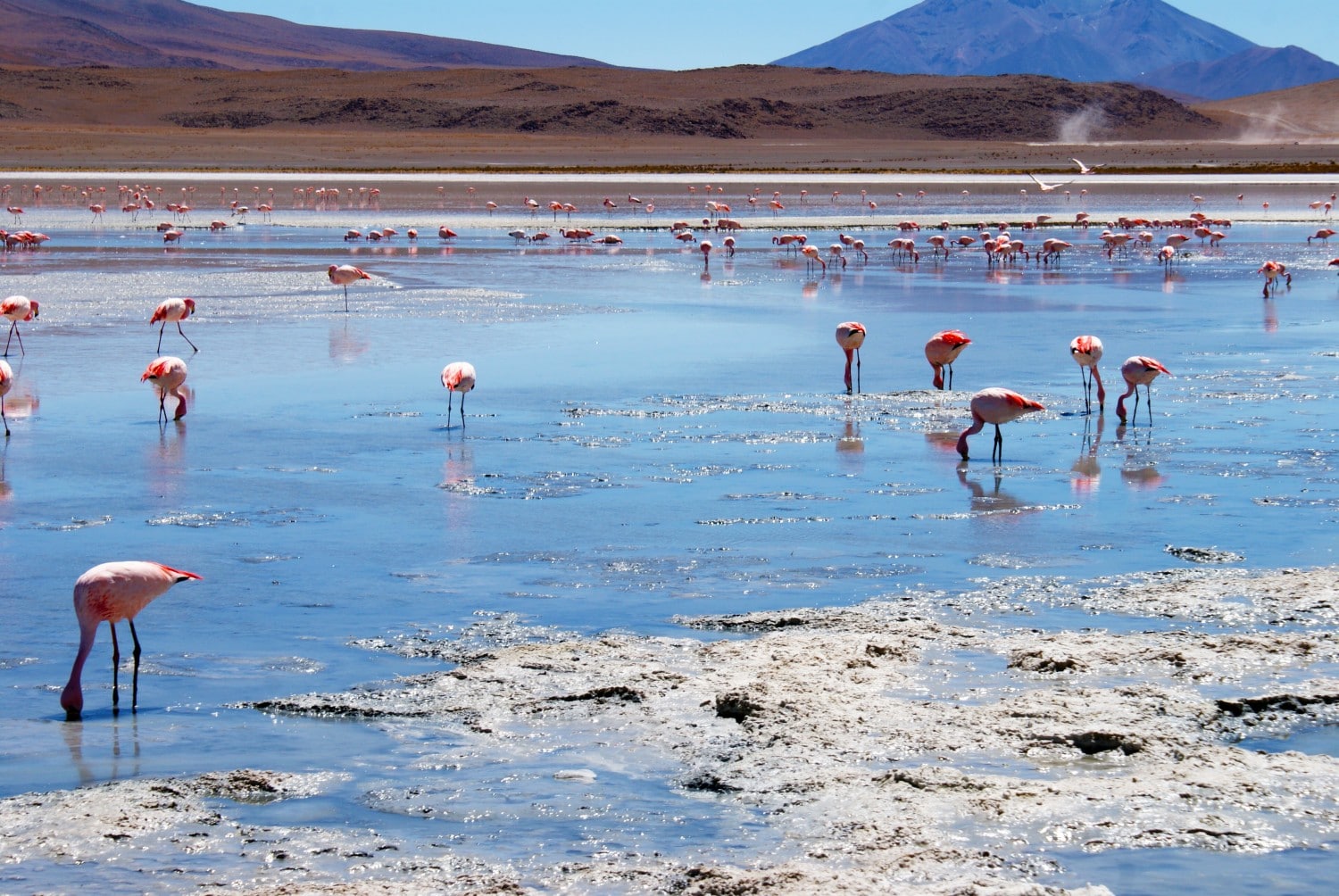 Flamingos at the Laguna Blanca, Bolivia.