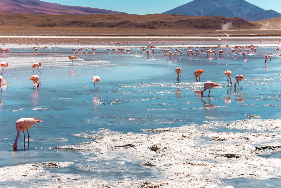 Laguna Blanca and the flamingos 