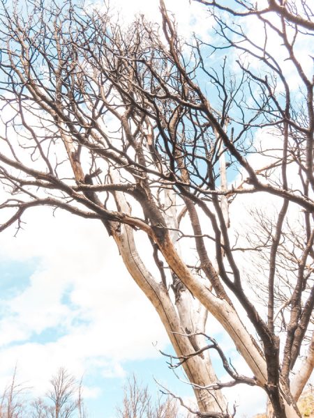 Fire damage in the Torres del Paine park