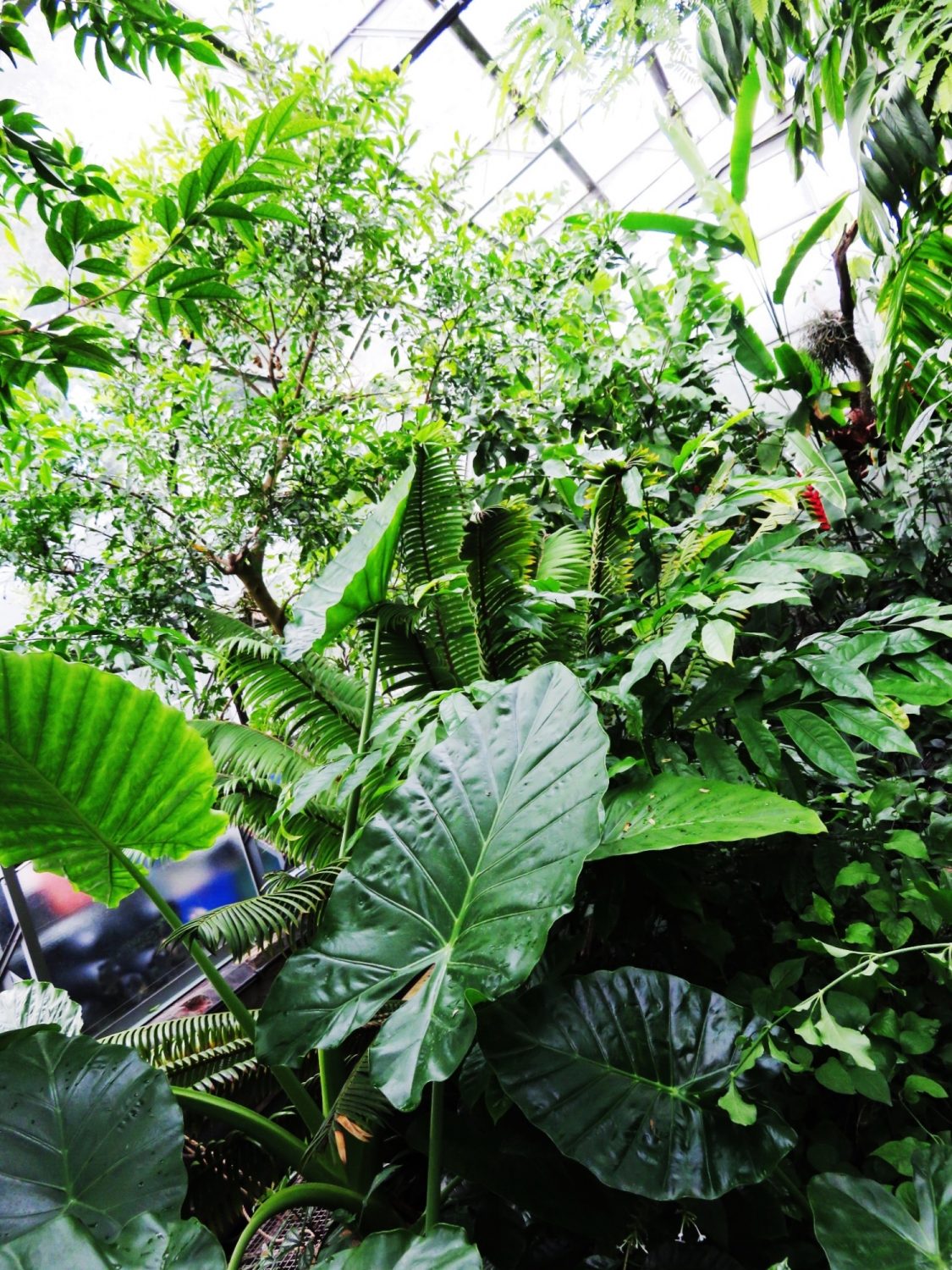 Tropical Glasshouse at the Oxford Botanic Garden