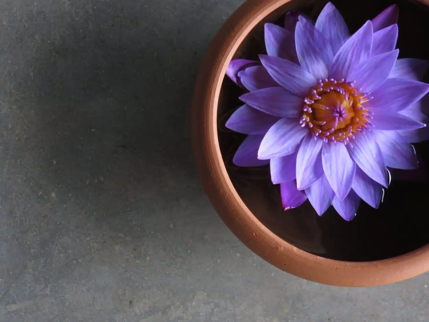 Flowers at Santani - Sri Lanka Spa Retreat