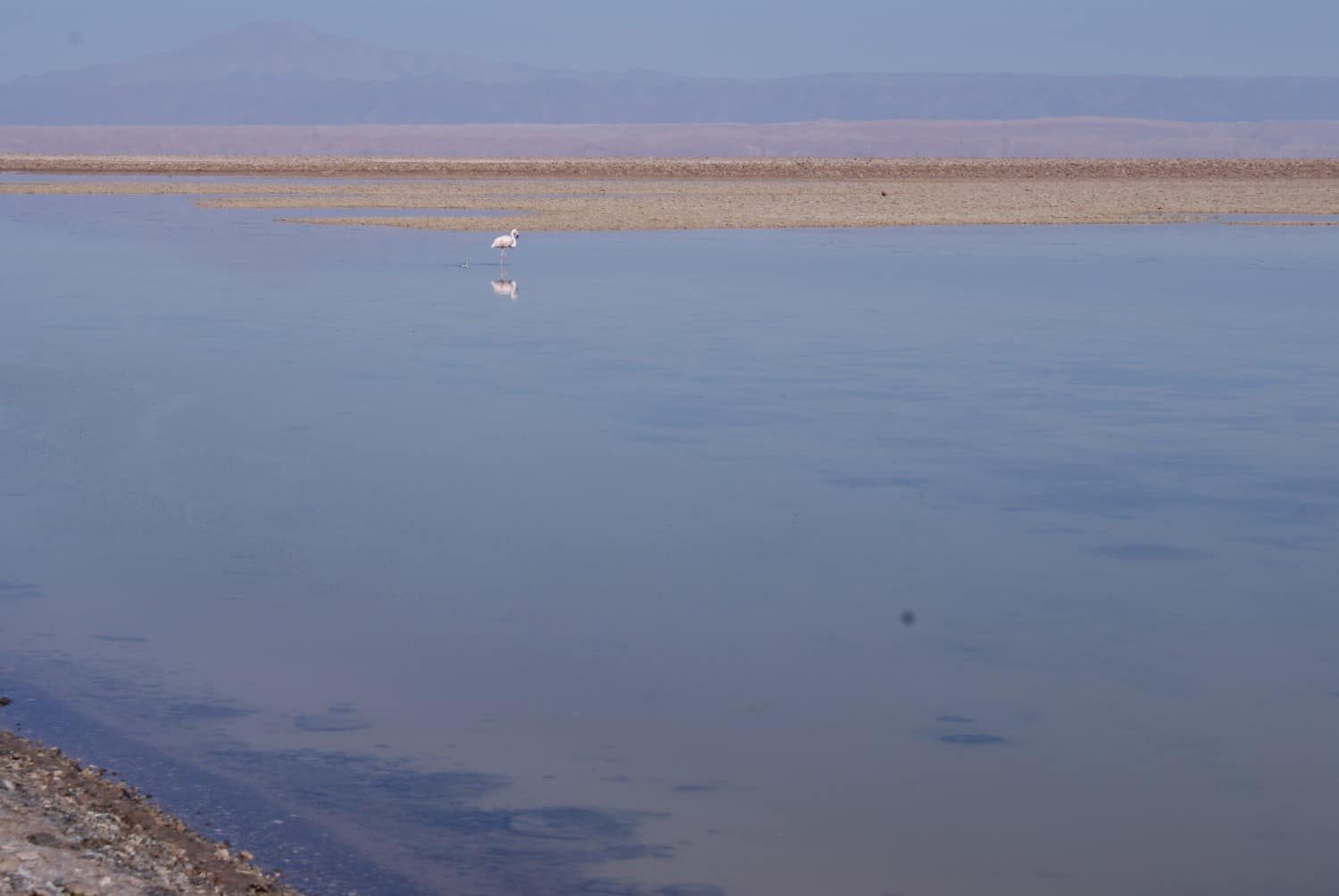 Flamingo at Laguna Chaxa, Atacama Desert Photos