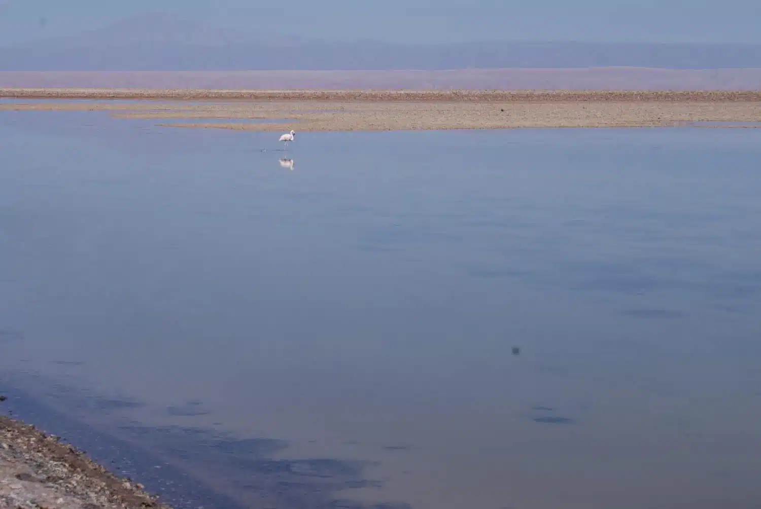 Flamingo at Laguna Chaxa, Atacama Desert Photos 