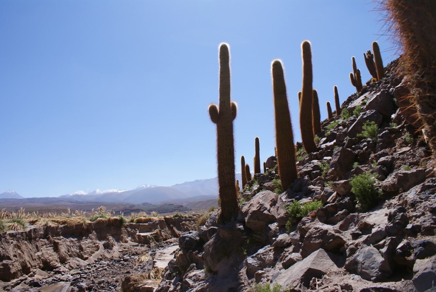 Cactus Canyon in Guatin, Atacama Desert