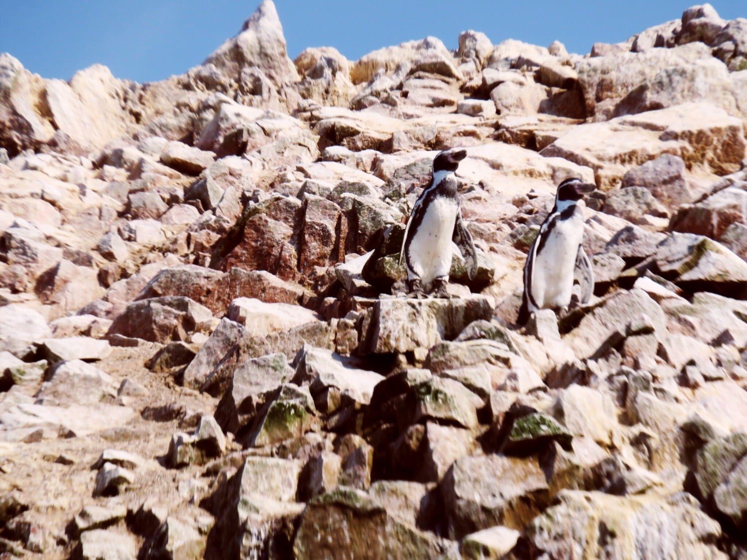 Humboldt Penguins on Ballestas Islands