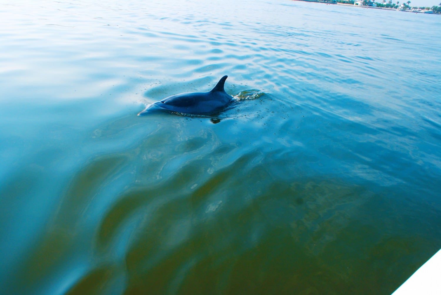 Dolphin Spotting in Paracas Peru