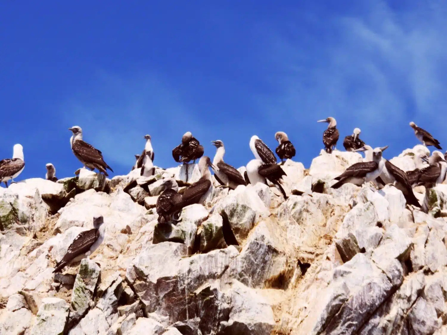 Ballestas Islands Peru - A Boat Tour from Paracas