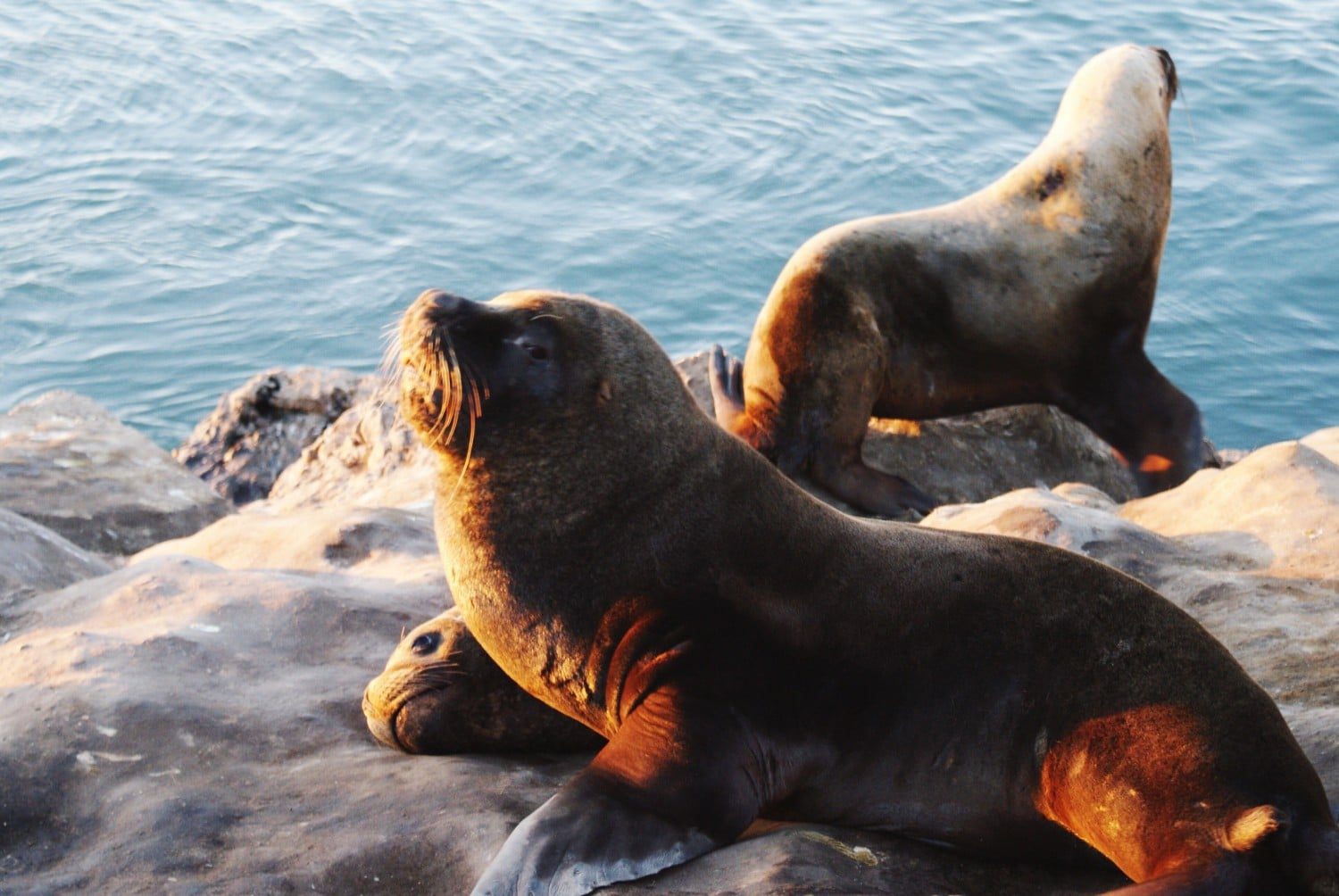 Sea Lions in Mar de Plata