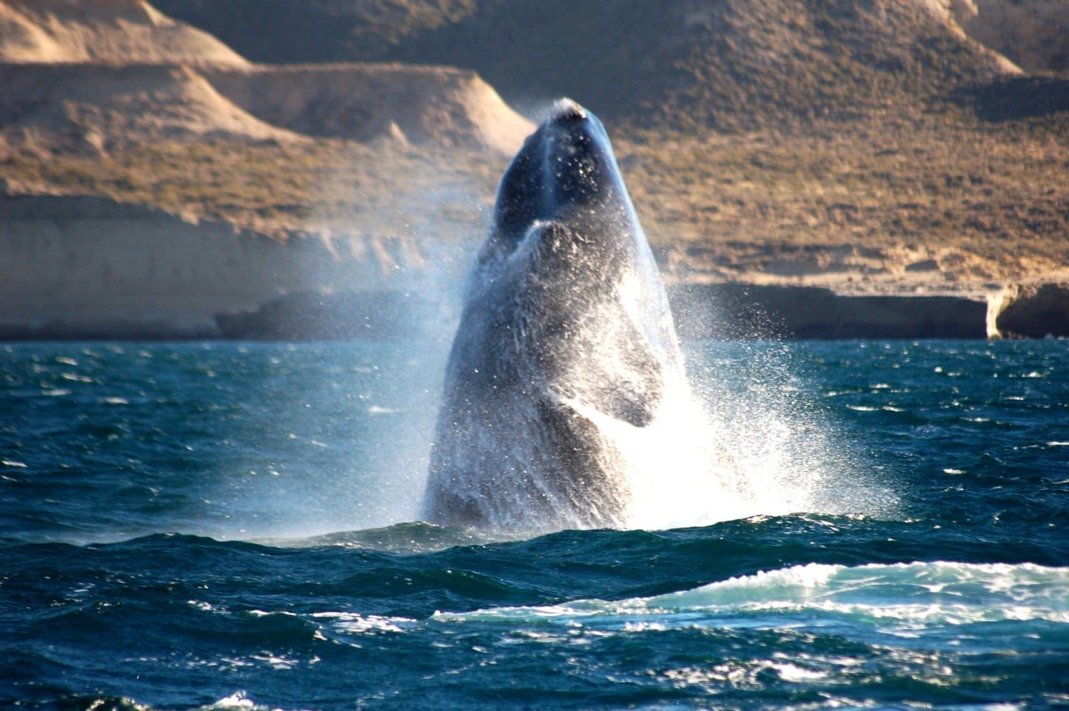 Puerto Madryn Wale Watching - Things to do in Argentina