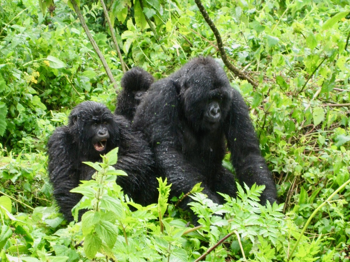 rwanda-mountain-gorillas