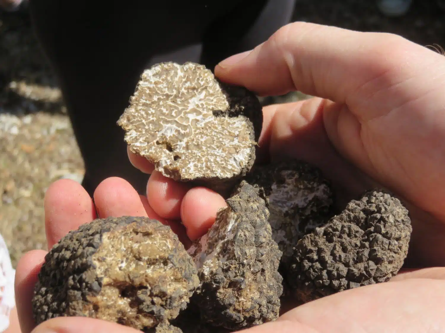 Truffle hunting in Umbria - one of the best things to do in Umbria
