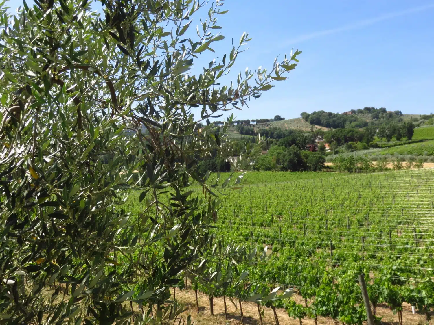 Caprai Winery - one of the best things to do in Umbria