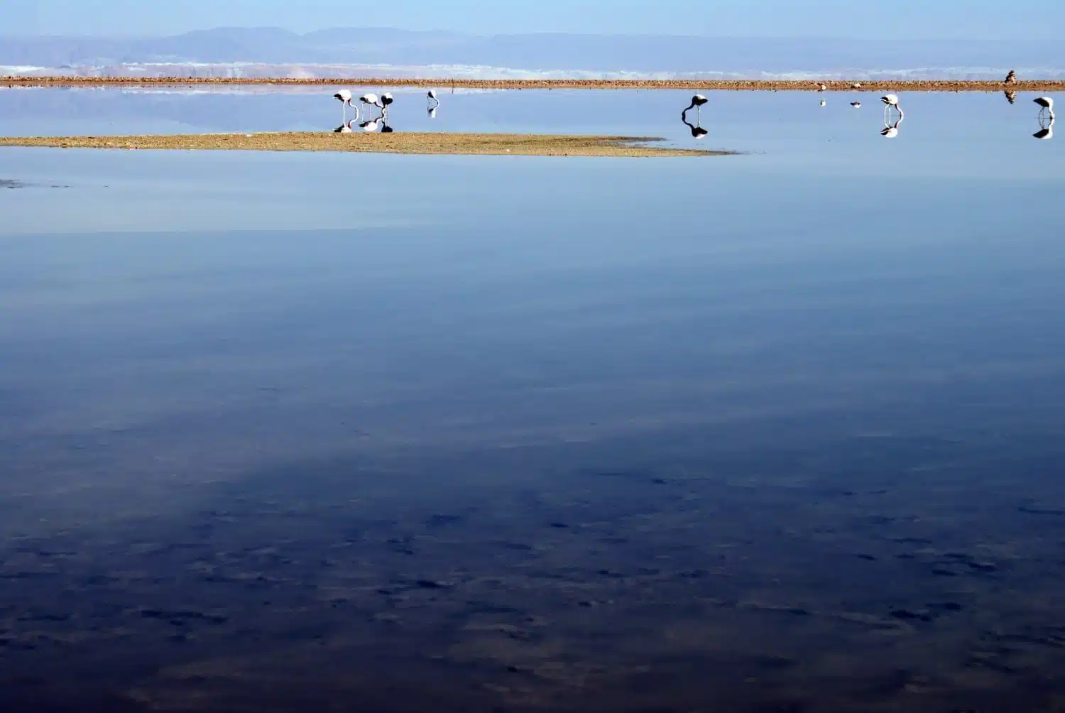 Flamingos at Laguna Chaxa