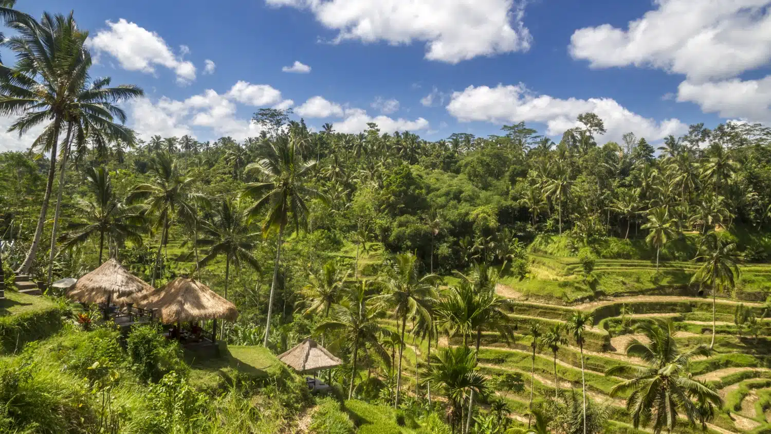 Ubud's famous rice terraces