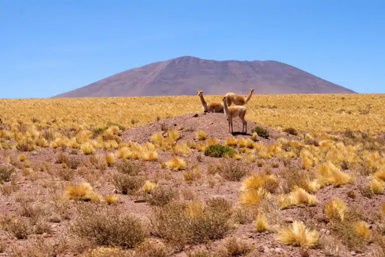 The Best Things to do in the Atacama Desert