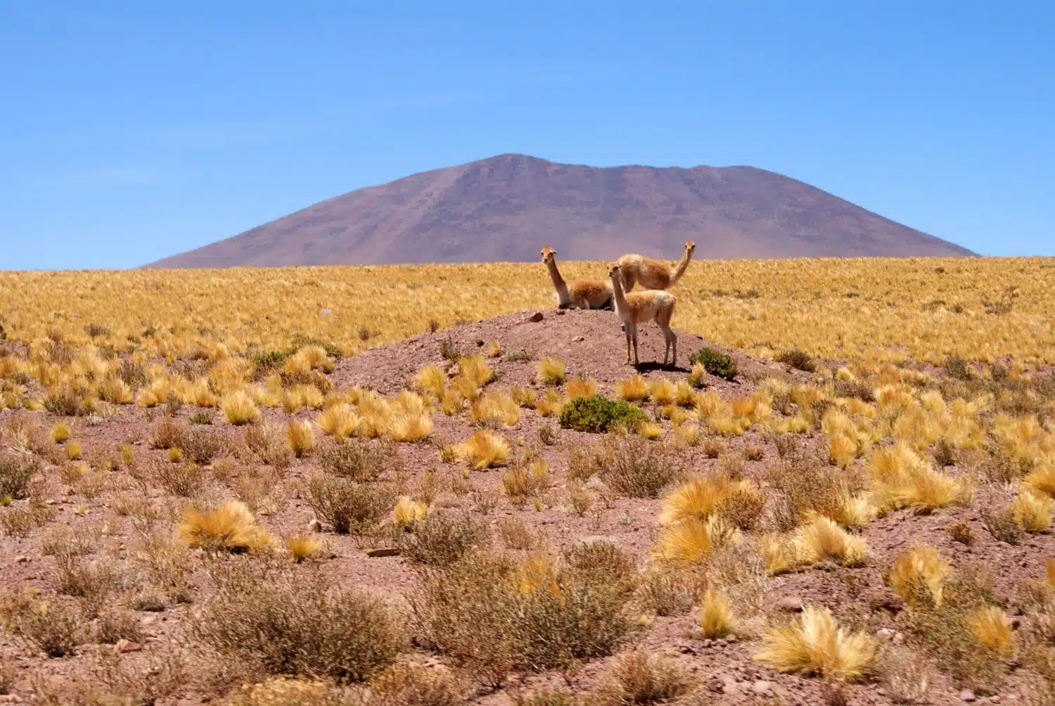 The best things to do in the Atacama Desert - tales from a road trip