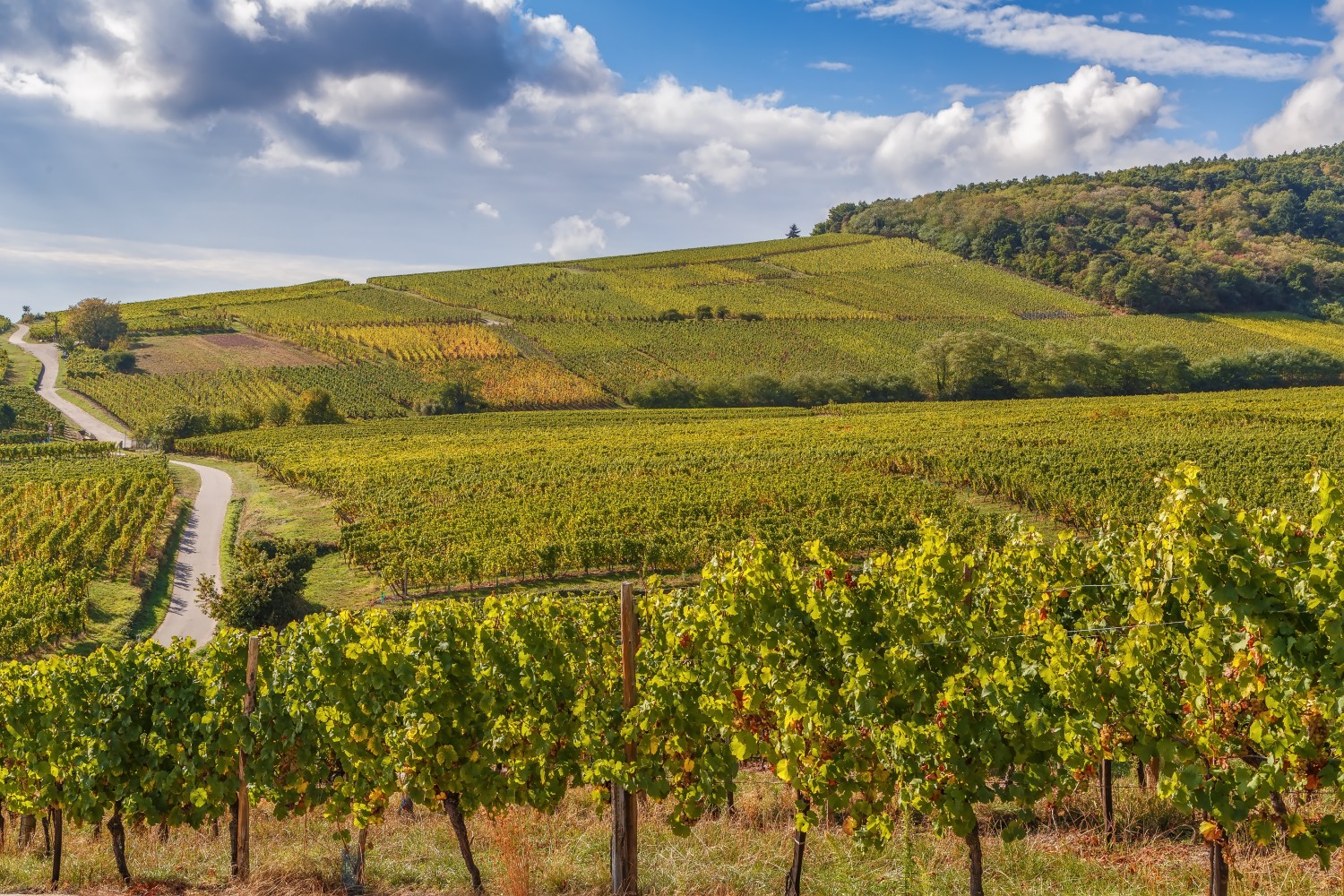 Hiking the Alsace Wine Route 