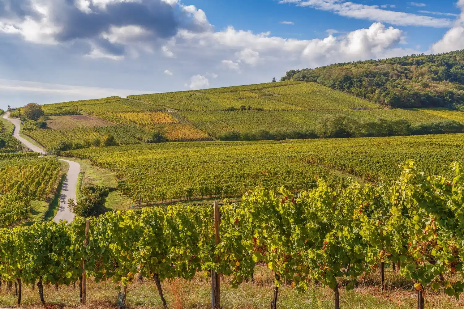 Hiking the Alsace Wine Route 