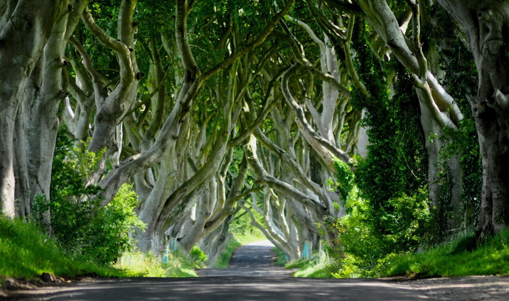 The Dark Hedges should be at the top of your UK bucket list