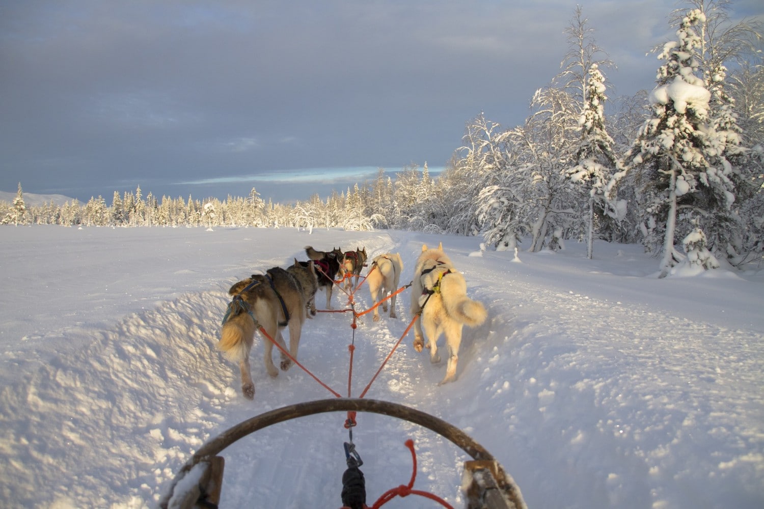 Dogsledding in Finnish Lapland 