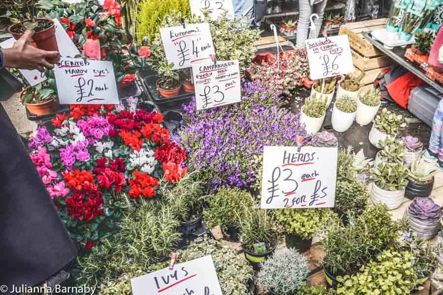 Plants at Columbia Road