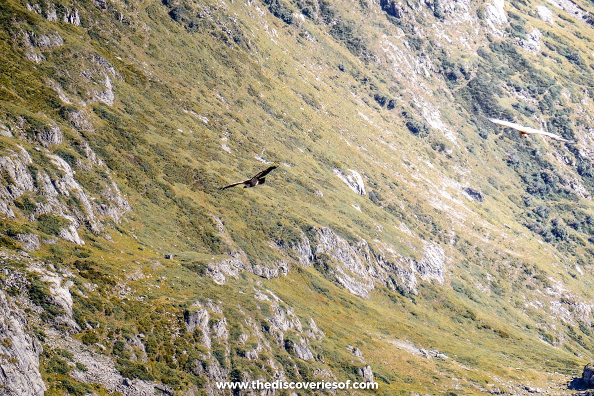 Vultures in the Park