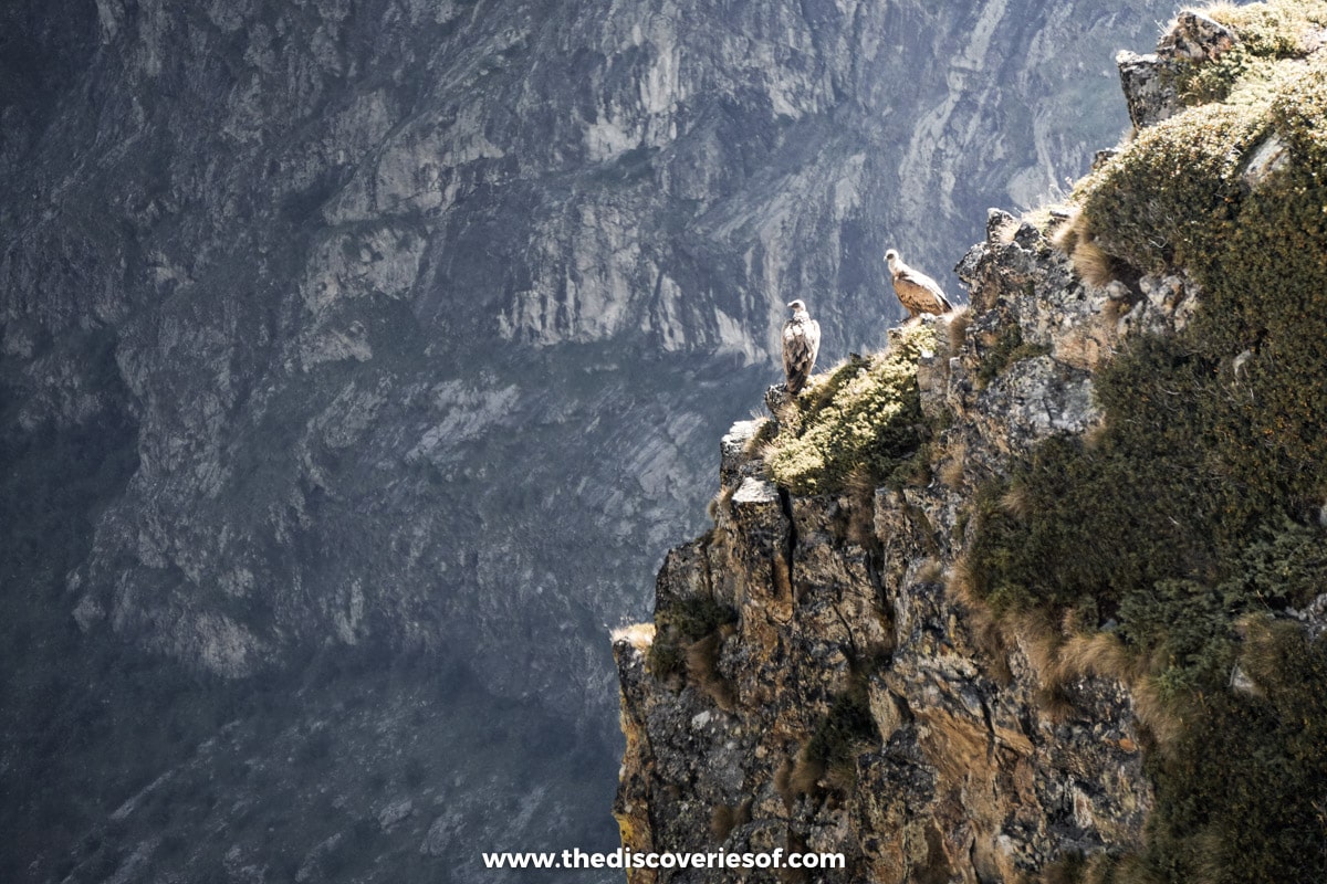 Vultures in the Park