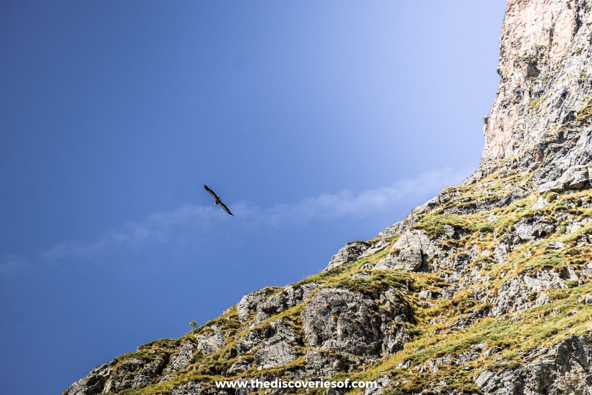 Vultures in the Park