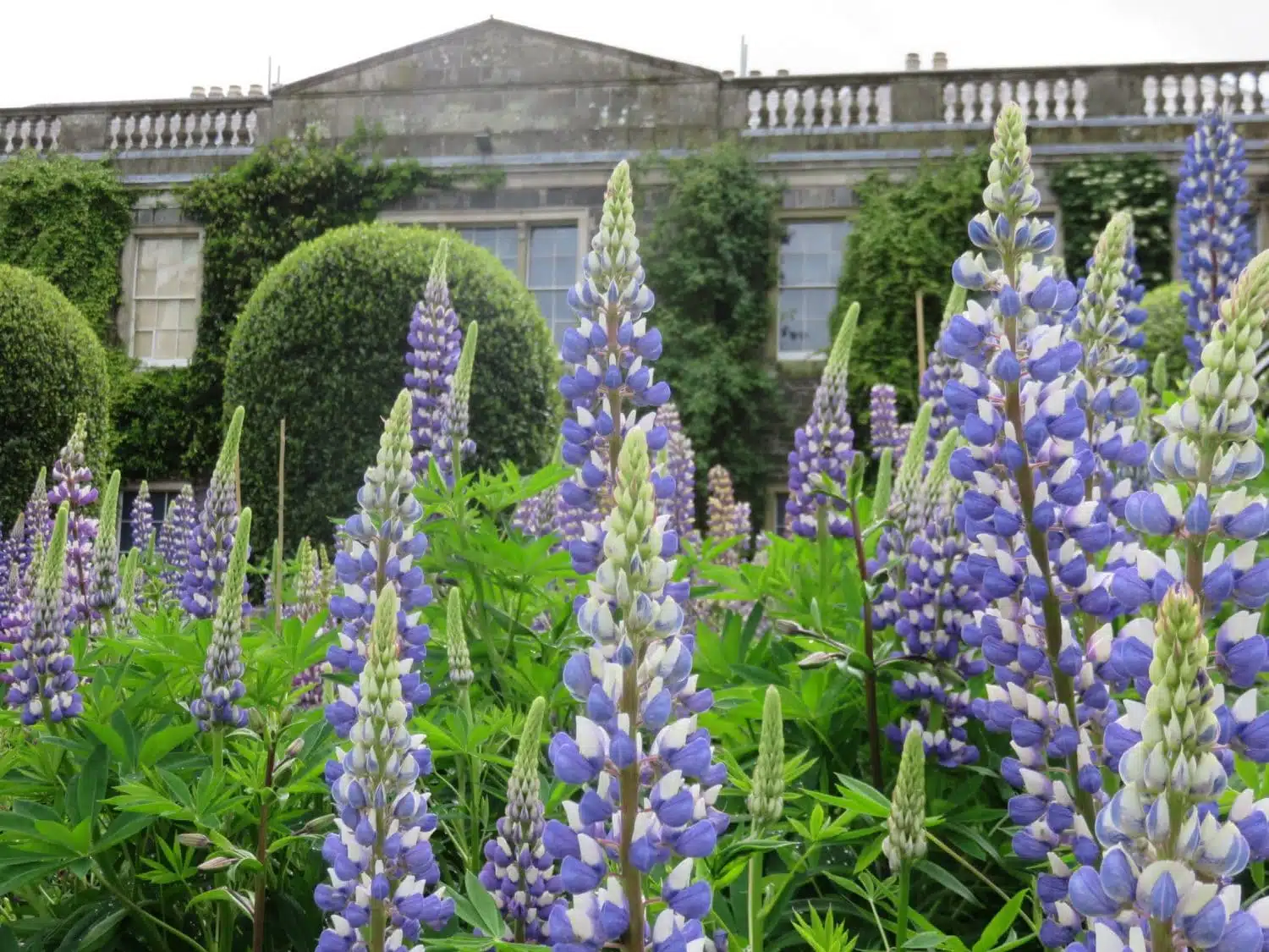 Northern Ireland Weekend Break - Flowers