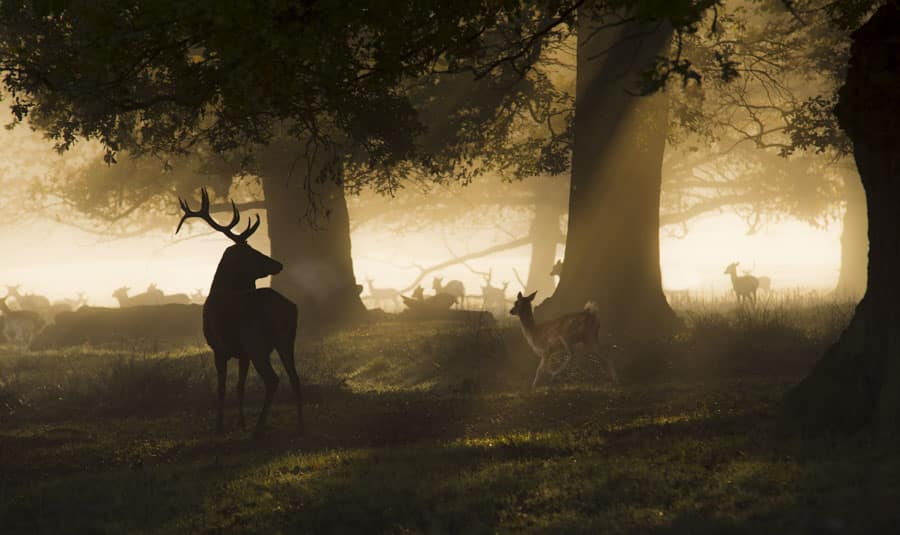 The Deer in Richmond Park