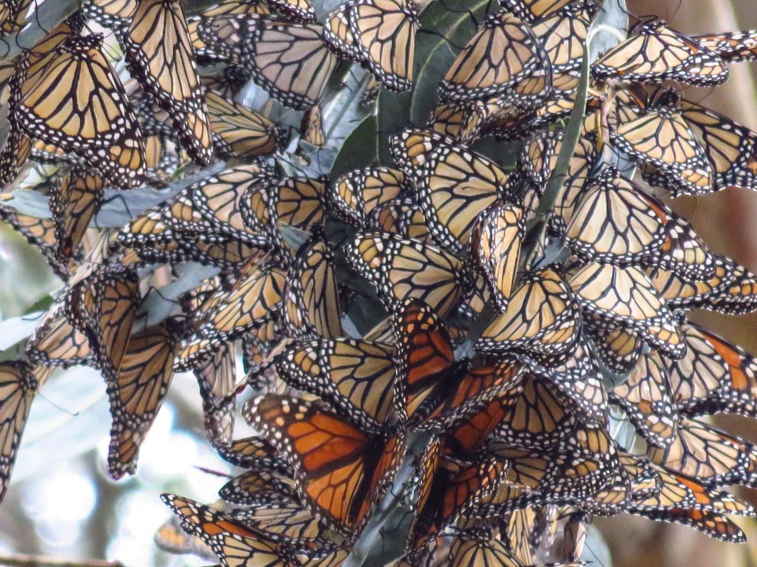 Pismo Butterfly Sanctuary. West Coast USA Road Trip Guide. Everything you need to know to plan your Highway 1 road trip. Read now