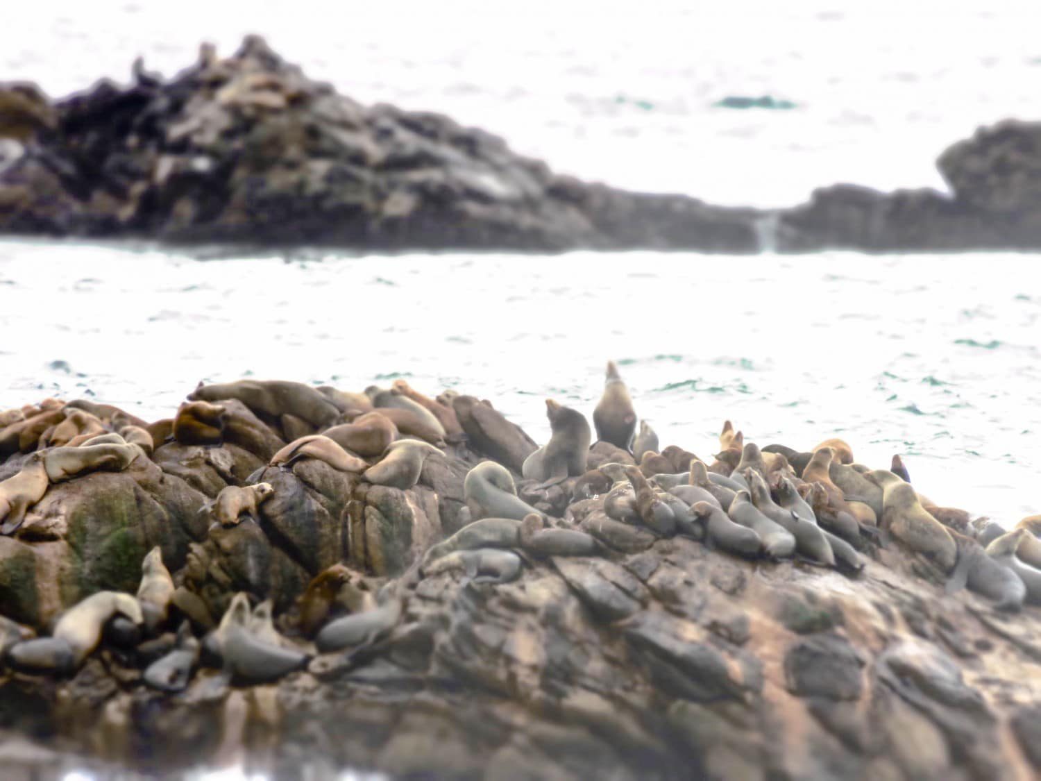 Seals near Carmel