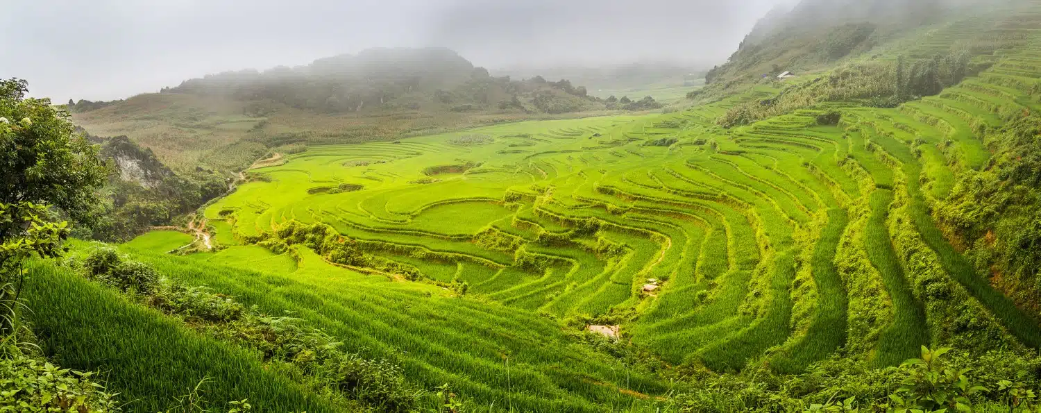 rice fields SAPA
