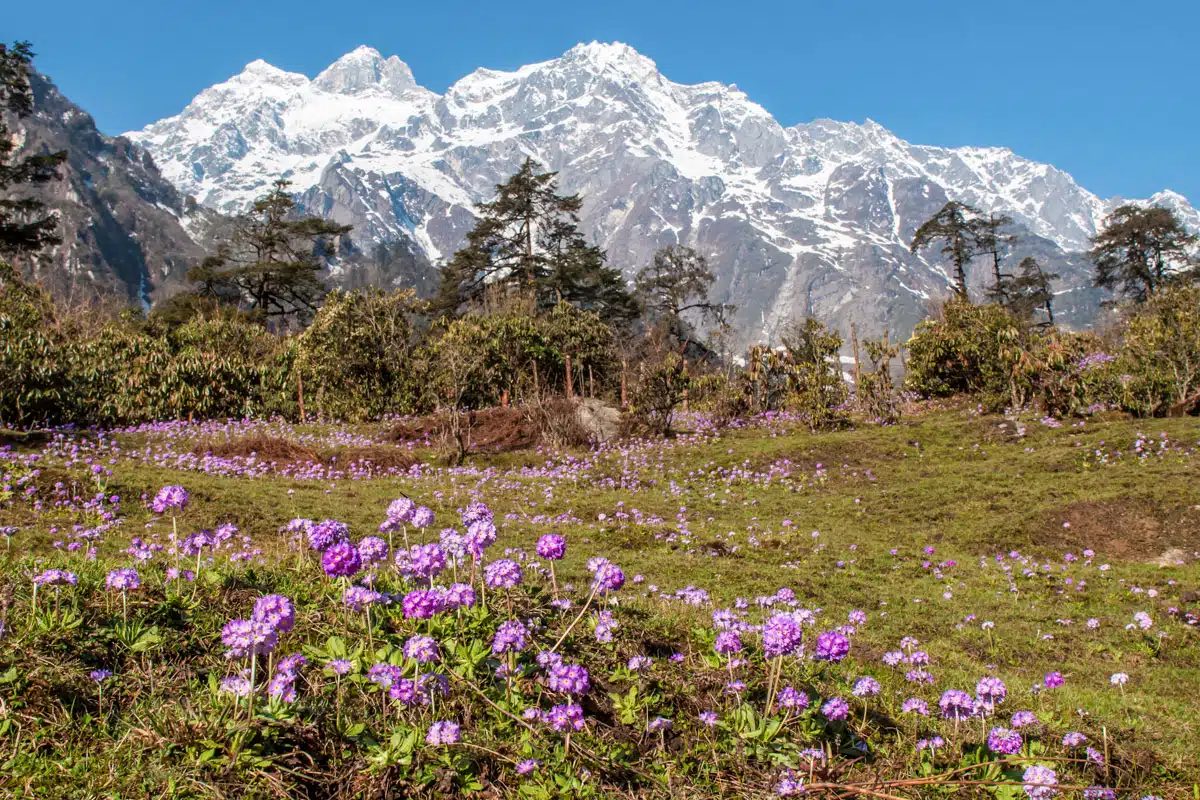 Valley of the Flowers India