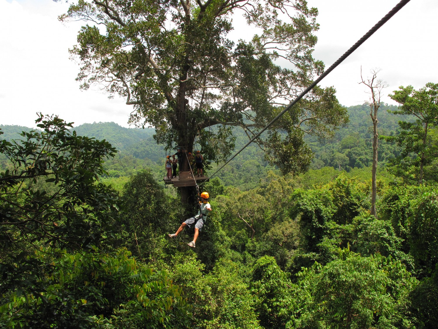 Zip Line - Flight of the Gibbons