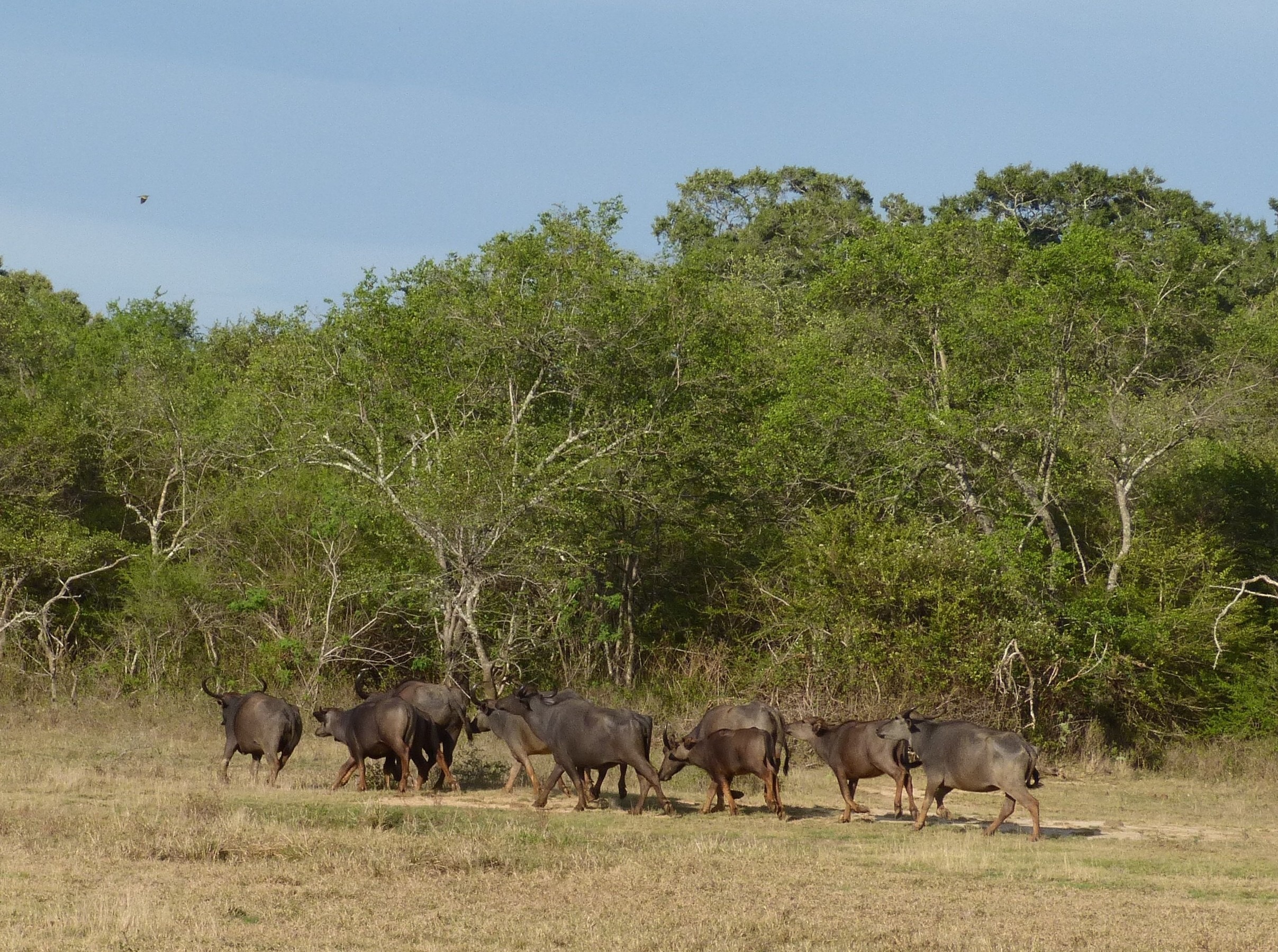 Wild_water_buffalo_Lunugamvehera
