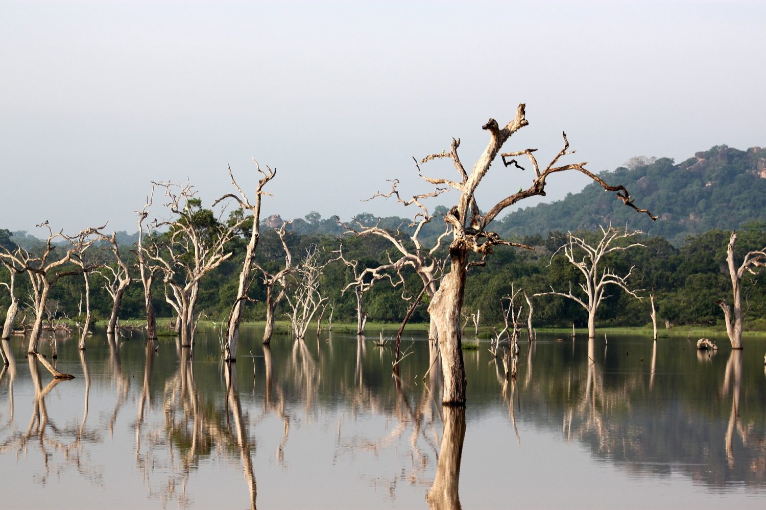 Yala National Park