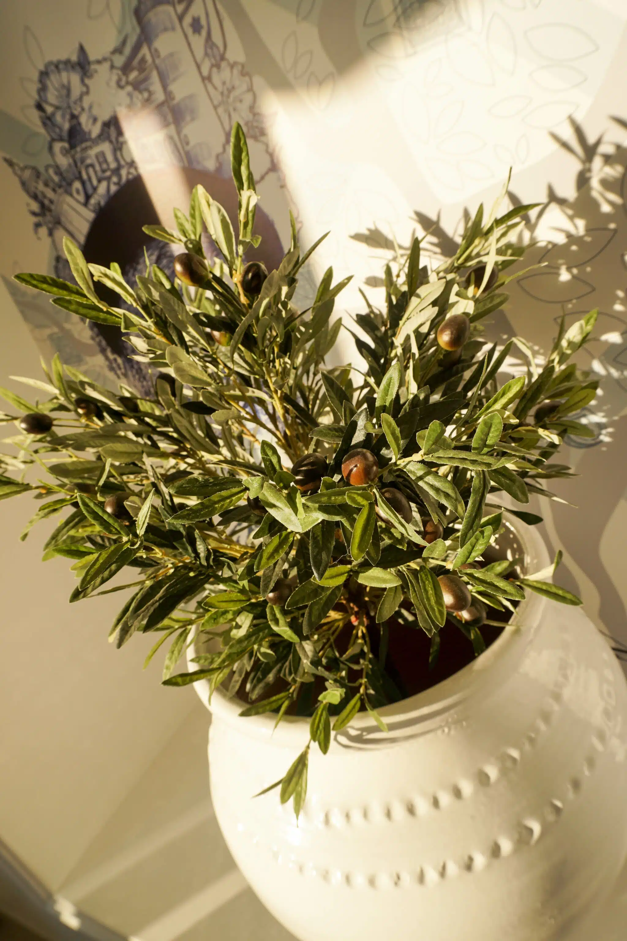A potted olive branch in a white ceramic vase lit by the sun inside a villa at Four Seasons Fairways
