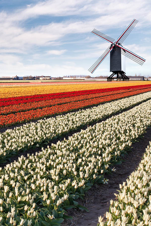 Tulip Fields