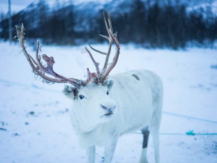 A Snowy Sami Reindeer Experience in Tromso, Norway