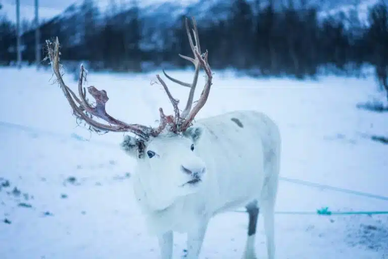 A Snowy Sami Reindeer Experience in Tromso, Norway
