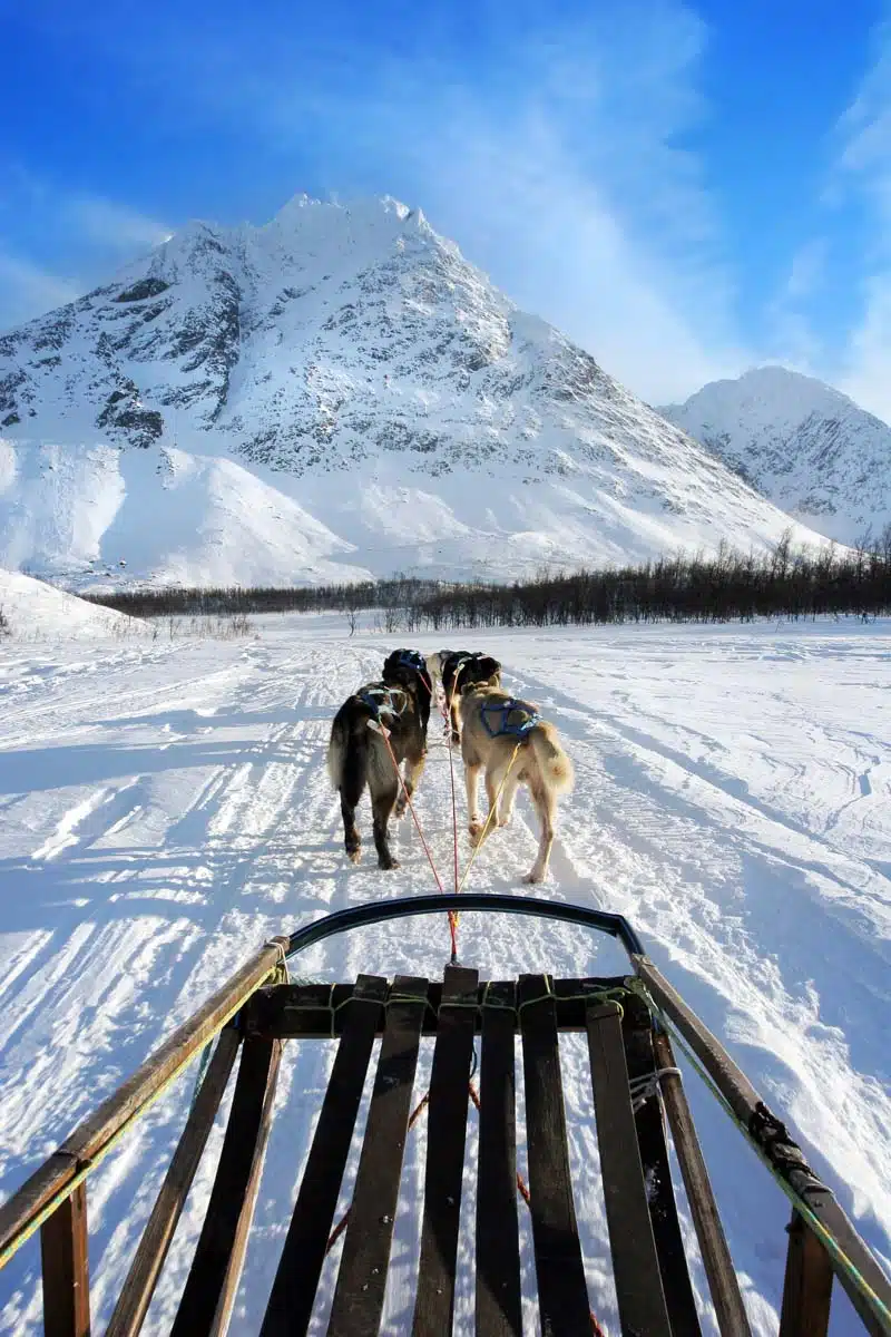 Tromso Dog Sled