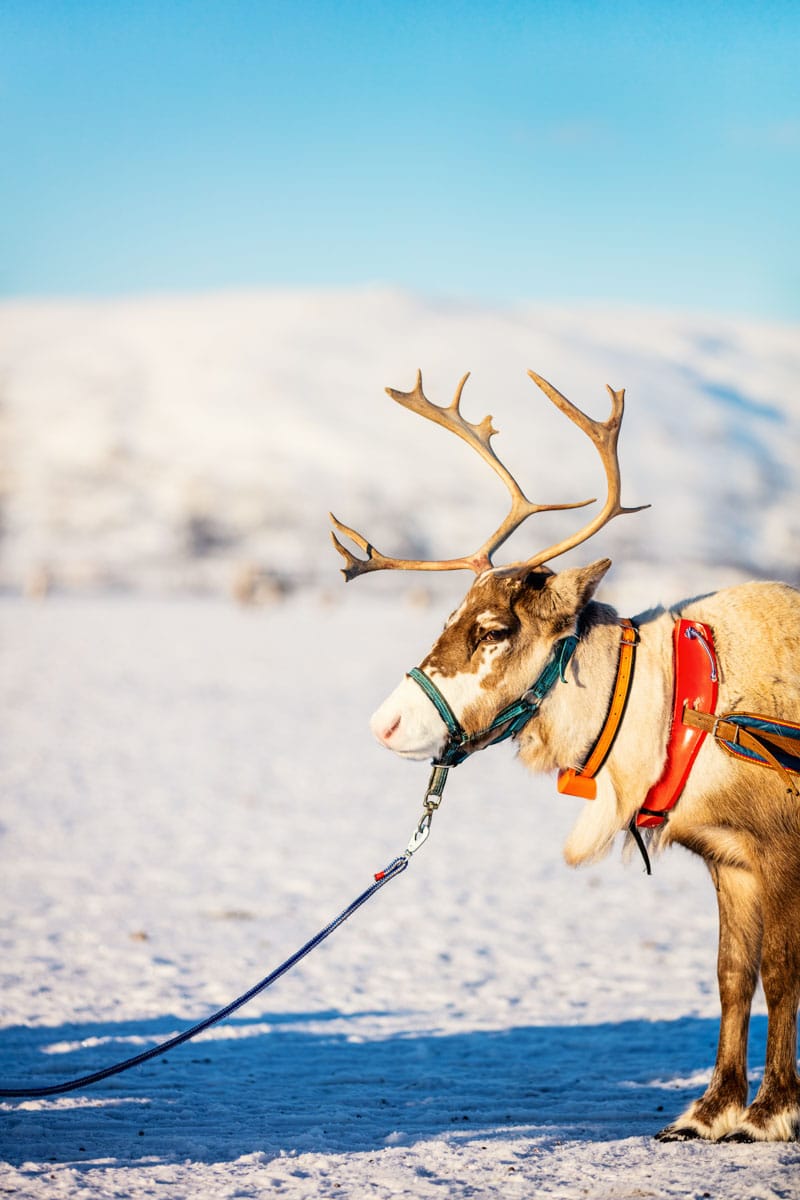 Sami Reindeer Farm Tromso