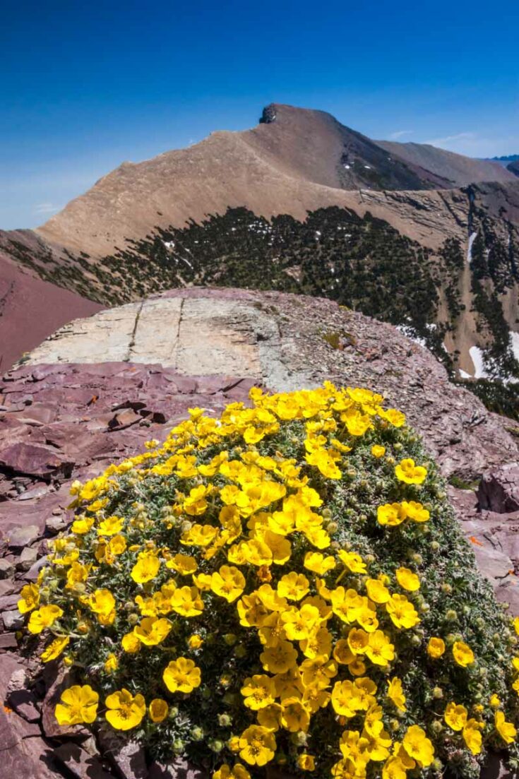 11 Best Hikes in Waterton Lakes National Park — The Discoveries Of