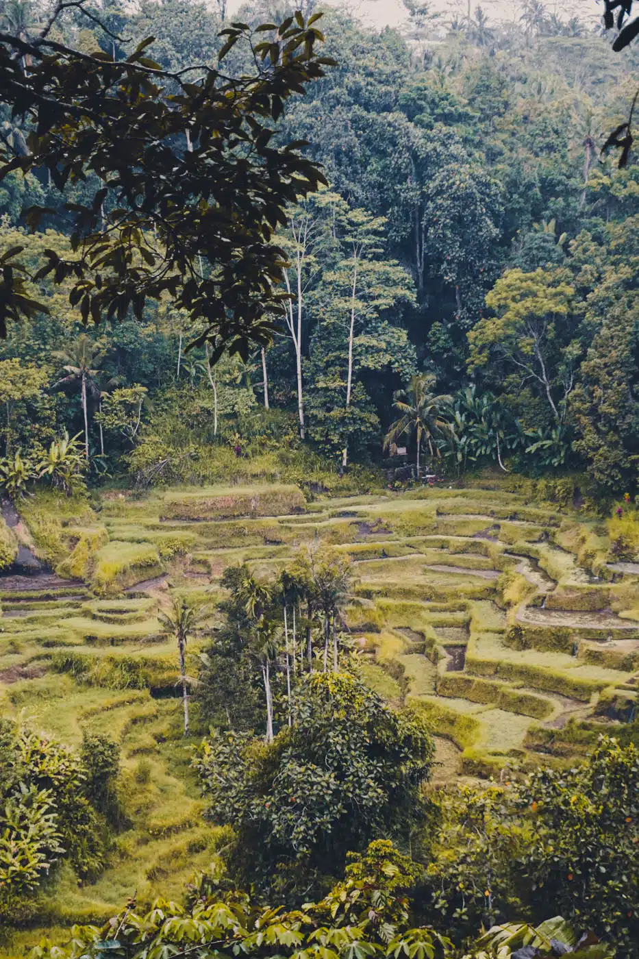 Tegalalang Rice Terraces