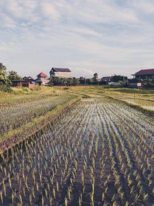 Canggu Rice Paddies - Bali Itinerary #traveldestinations #bali #beautifulplaces