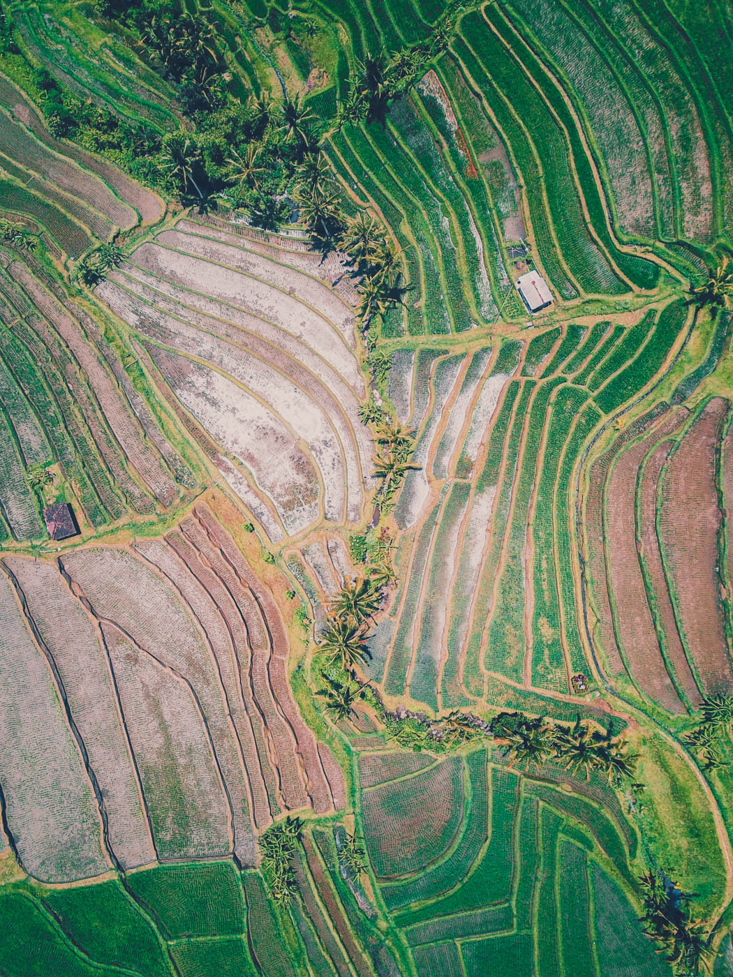 Jatiluwih Rice Terraces, Bali #dronephotography #travel