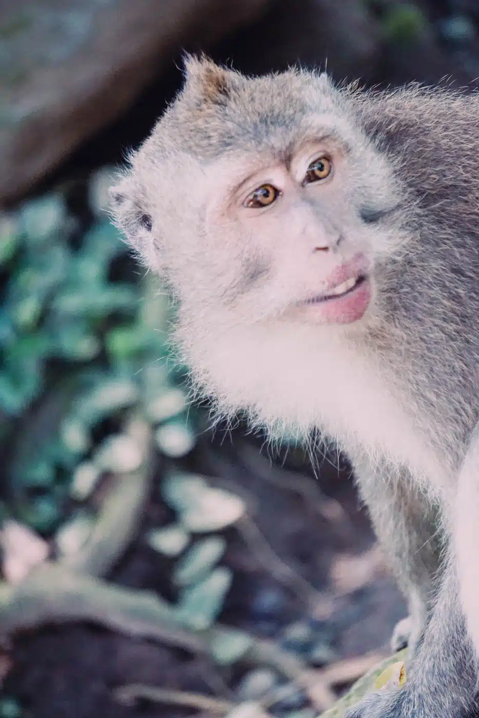 Ubud Monkey Forest - Best Things to do in Bali #traveldestinations #bali #beautifulplaces