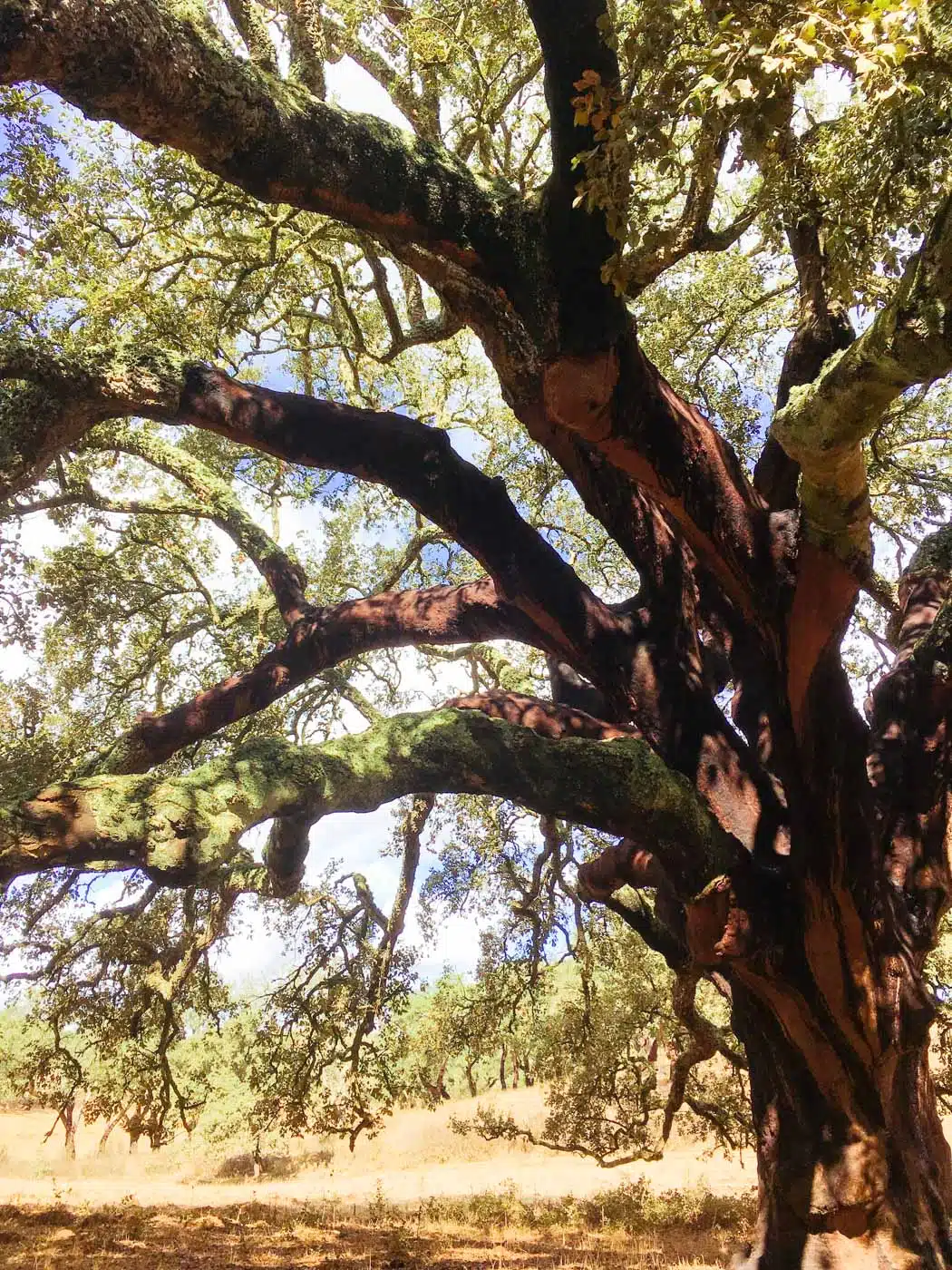 Cork tree, Alentejo Portugal #travel #traveldestinations #portugal
