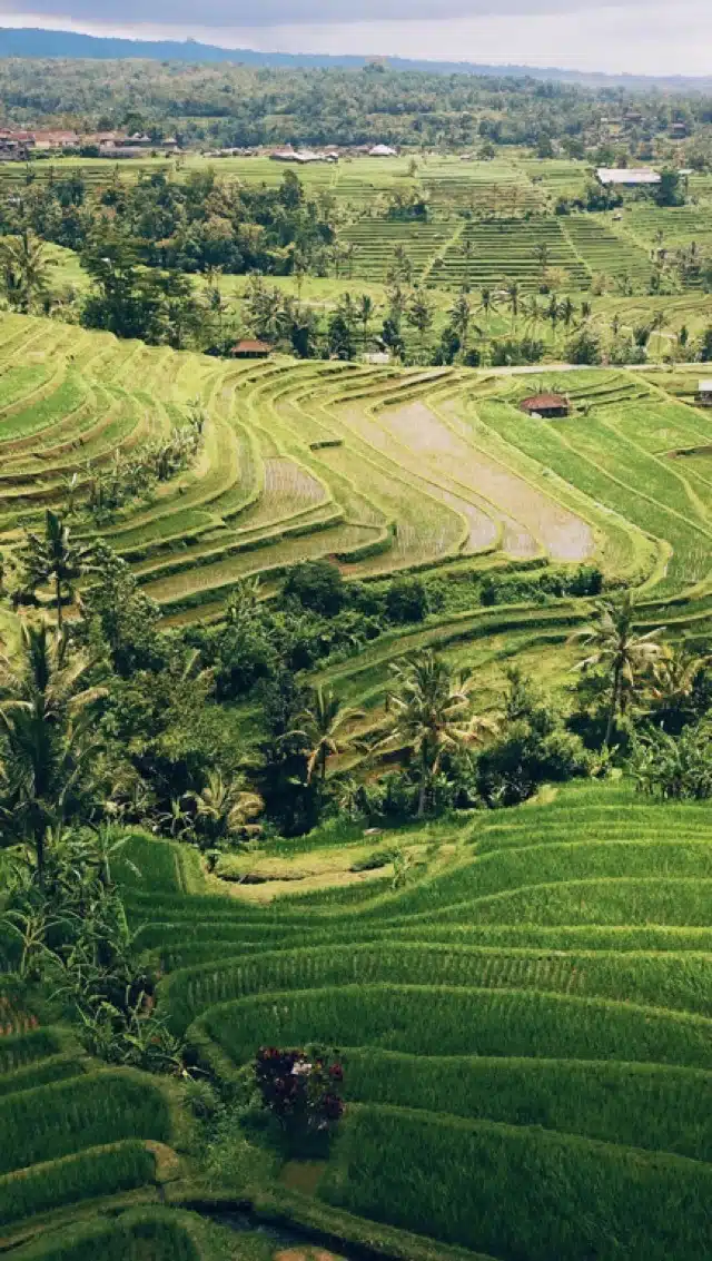 Jatiluweh Rice Terraces - Best Things to do in Tabanan, Bali #beautifulplaces #traveldestinations #indonesia 